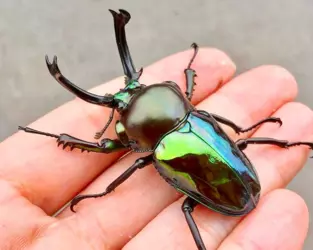 rainbow stag beetle 2.png