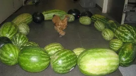 images (6).jpeg