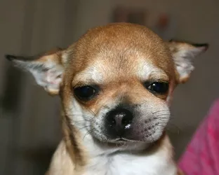 funny-dogs-stung-by-bees-39-5c8780ea601ea__700.jpg