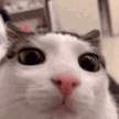 67548.gif