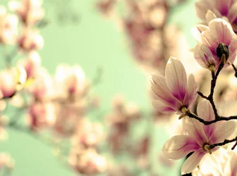 magnolia6.jpg