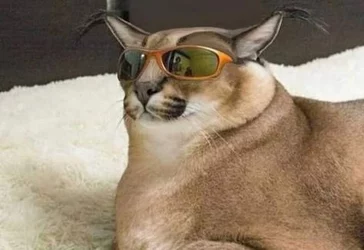 floppaglasses.jpg
