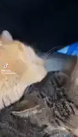 tiktok-cat.webp