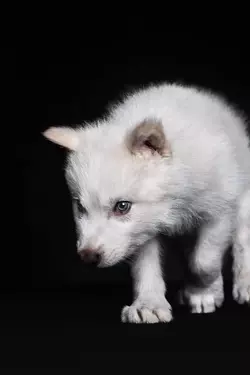 dire-wolf-two-month-colossal-biosciences.webp