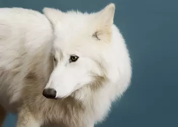dire-wolf-colossal-biosciences-cropped-lead.webp