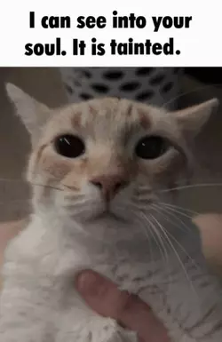 i-love-cat-reaction-images-v0-fo3v3niwnsuc1.png