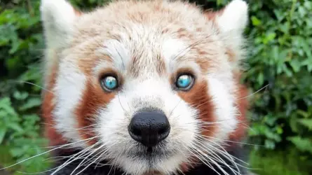 aryan red panda.png