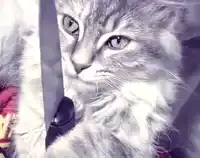 cat.webp