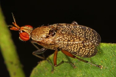 Marsh_Fly_-_Euthycera_arcuata,_Catoctin_Mountains,_Maryland.jpg