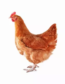 chicken.jpg