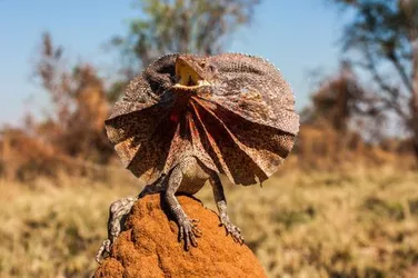 frill-necked-lizard.jpg