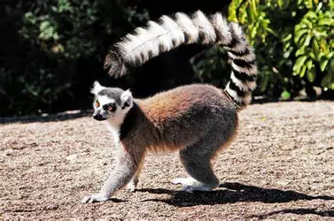 lemur.jpg