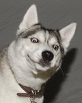 loldog.jpg