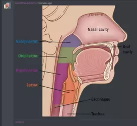 Trachea.png