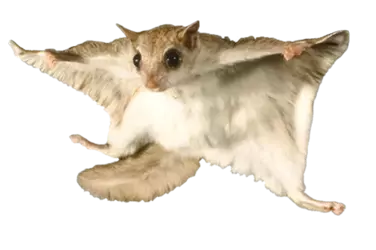 flying-squirrel2.webp