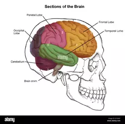 illustration-of-a-human-skull-and-brain-with-important-sections-labeled-G156HY-857007346.webp