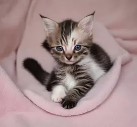 swastkatze.webp