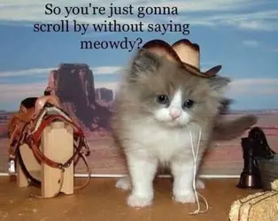 meowdy.webp