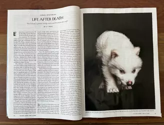 wolf2.webp