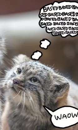 waow.webp