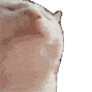 cat-jam.gif