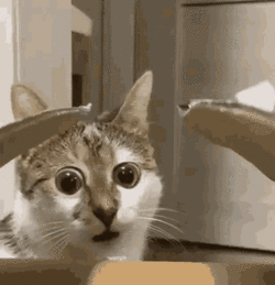Cat69_stare.gif