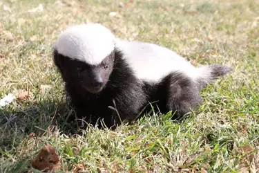 panda the honey badger.webp