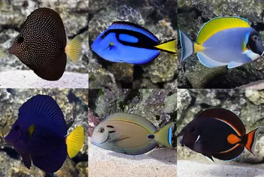 tangs.webp