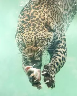 1744966503312.webp