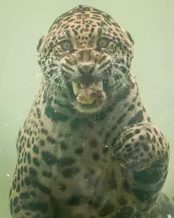 1744966524351.webp