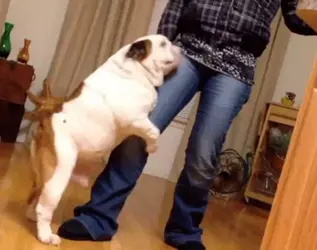 doghumper.webp