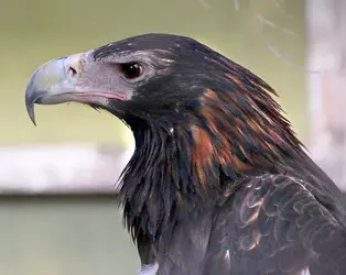 Aquila_audax_-Symbio_Wildlife_Park,_New_South_Wales,_Australia_-head-8a.webp
