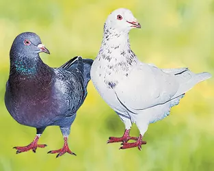 pigeon-texan-de-race-vente-elevage-3080125164.webp