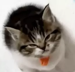 angrykitten.webp