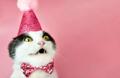 catparty1.webp