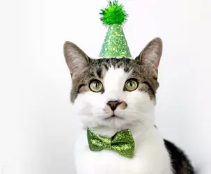 catparty3.webp