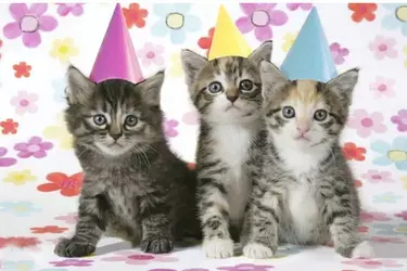 catparty6.webp