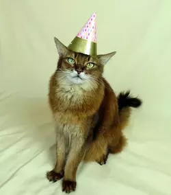 catparty7.webp