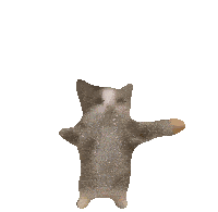happy-cat.gif