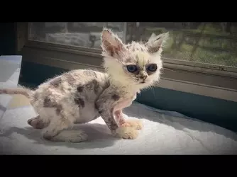 miniaturemartianalien.webp