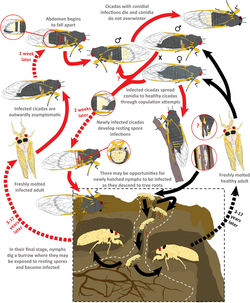 Massospora_cicadina_life_cycle.webp