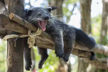 bearcat.webp