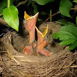 how-do-baby-birds-get-fed-1662182934.webp
