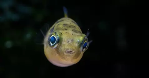 09egjrrpsaQuiwvzW7q8zBPea Puffer.webp