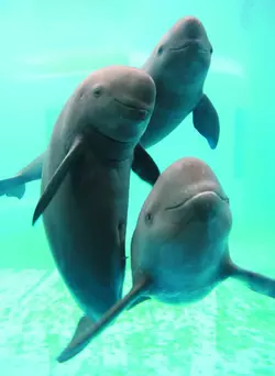 Yangtze_finless_porpoise,_10_November_2006.webp