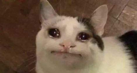 crying-sad-cat-meme-template-1024x547.webp