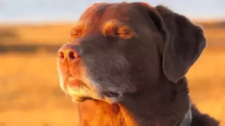 dog_closing_eyes_meme_cover.webp