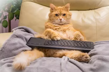 Cat posting.webp
