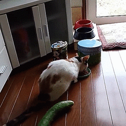 ec52a547df5a218c21f07bac7422297eddda6bc0271d8d8318b5df4c054f85cf.gif