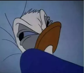 ive-been-told-im-this-donald-duck-meme-when-im-woken-up-so-v0-qa0ego0hrjjc1.webp